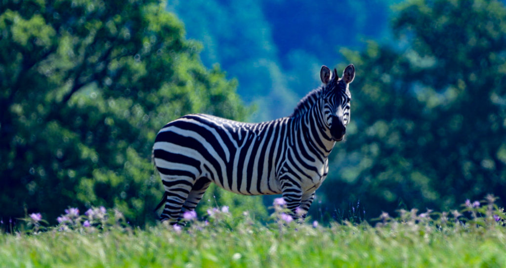 Zebra by Ira Bowman